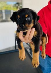 Female and male Rottweiler puppies