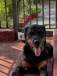 7 years old rottweiler for sale