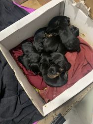 Rottweiler puppies are available for booking