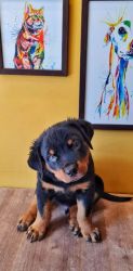 Super active rottweiler puppy available for sale