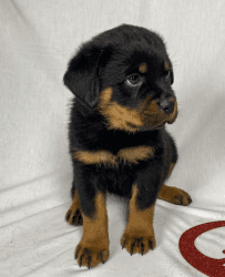 rottweiller puppies for sale
