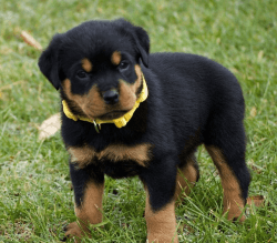 rottweiler for sale puppies near me