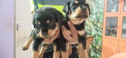 Rottweiler male and female available