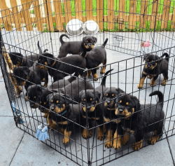 rottweiler puppies rehome