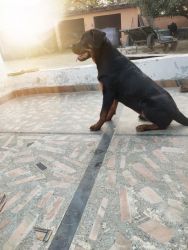 Tiger A Rottweiler of 11 months old