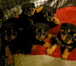 AKC Rottweiler Puppies ready for new homes!