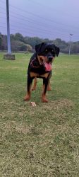 Max the Rottweiler