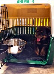 Home coming Rottweiler puppies for sale