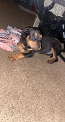 12 week old Rott Girl for sell