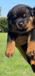 4 Rottweilers 2 male and 2 females