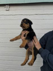 Rottweiler Puppies For Sale!