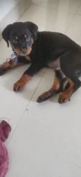 I want to give my 3mths old Rotwielr puppy