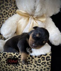 Rottweiler puppies born 2/26
