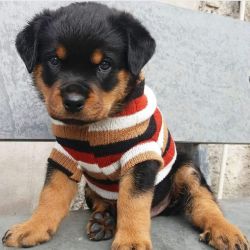 4 Beautiful Rottweiler puppies.These