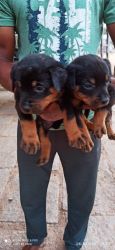 5F, 3M Rottweiler Puppies Available
