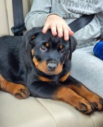Rottweiler,Male, 11 weeks old, Vaccinated.