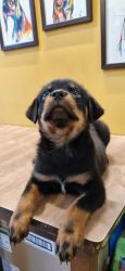 Good quality rottweiler puppy available