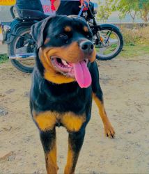 Rotwhhiler Dog with good activities in Rohtak haryana