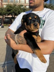 Rottweiler Pup for sale