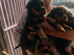 Healthy rott puppies for sale