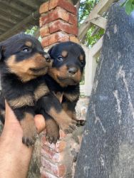 1 month old rottweiler male puppy and very good quality puppy