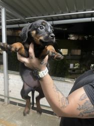 40days Rottie babies for sell