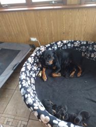 Rottweiler puppies for sale after May 8,2022.