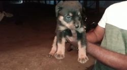 Female Rottweiler puppy for sale