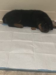 7 week old AKC Rottweiler with paperwork
