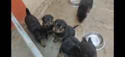 Rottweiler Puppies Available at Low Price
