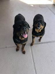 Rottweilers for sale