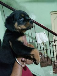 45 days Healthy Rottweiler Puppy with Certificate for Sale