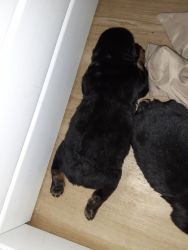 AKC Rottweiler Pups