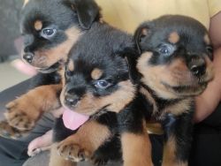 Rottweiler puppys for sale