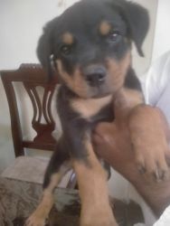 A playful and energetic female rottwillar puppy for sale in bhopal.