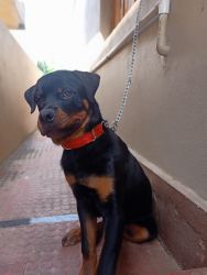 Rottweiler male 20 months old