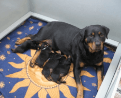 Rottweiler puppies forsale $750