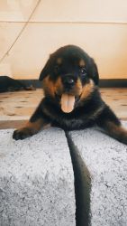 Rott pup's for sale