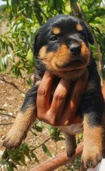 Rottweiler Puppies For Sale In Bengaluru
