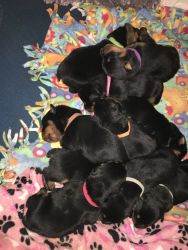 Rottweiler AKC puppies for sale!