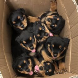 Top quality rottweiler puppies available