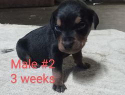 Pet Quality Full Blooded Rottweiler puppies