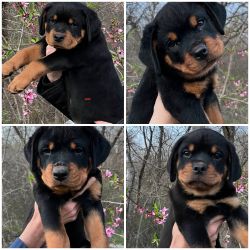 Male Rottweiler Puppies