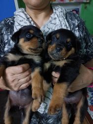 ROTTWEILER HEAVY BONE PUNCH FACE PUPPIES AVAILABLE