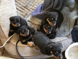 Rottweiler puppies 7weeks old CKC registered