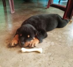 I want to sell my rottweiler puppy
