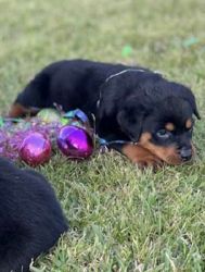 Rottweiler pups for sale!