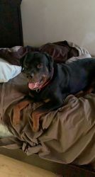 3 year old Rottweiler