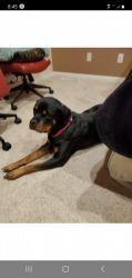 Rehoming 2 1/2 yr. Old female rottweiler
