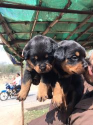 Rottweiler puppies on sell